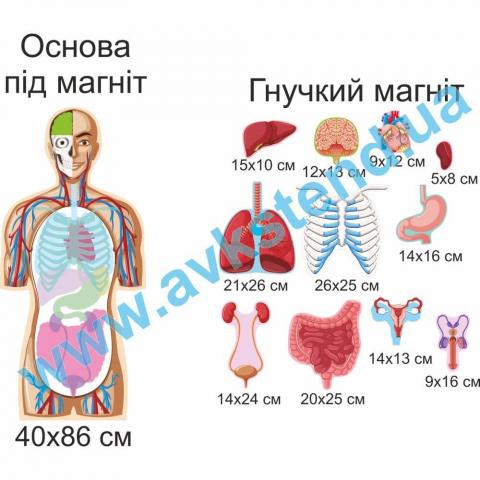 Магнітний посібник "Біологія людини" Магнітний посібник "Біологія людини"
